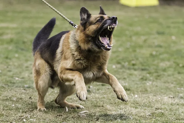 8 Dog Breeds Most Likely to Bite Humans (With Dog Bite Statistics)