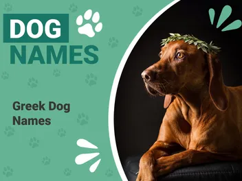 200 Greek Dog Names: Historical & Unique Ideas