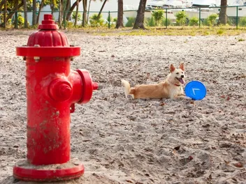 Why Do Dogs Pee on Fire Hydrants? Vet-Verified Facts & FAQ