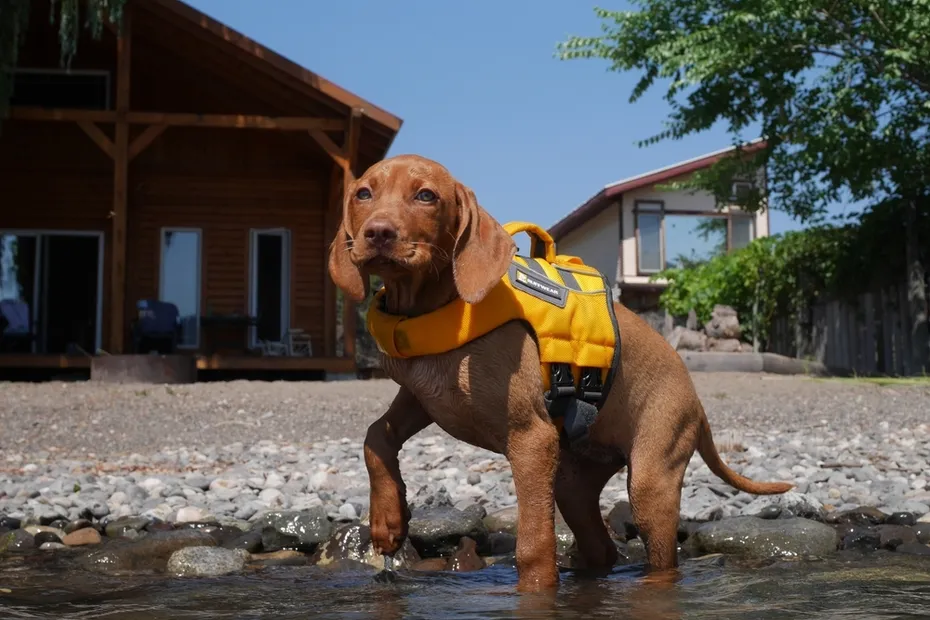 Vizsla puppy dog standing in water wearing life jacket