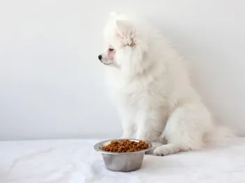 Chronic Pancreatitis in Dogs: Causes, Signs & Care (Vet Answer)