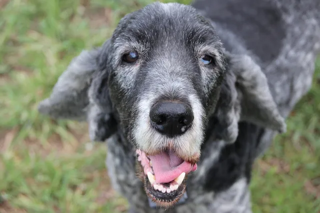 When Do Dogs Go Gray? Vet-Verified Signs of Aging in Canines
