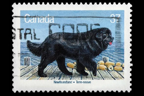 Newfoundland dog on a Canadian stamp.