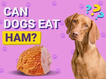Can Dogs Eat Ham? Vet-Approved Facts & FAQ