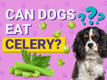 Can Dogs Eat Celery? Vet-Approved Feeding Facts & FAQ
