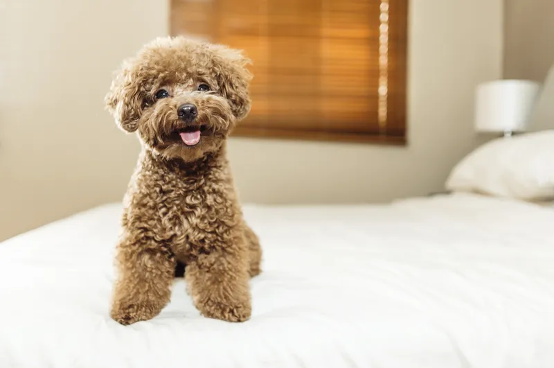 11 Vet-Verified Reasons to Get a Dog: Why They Are the Best Pets