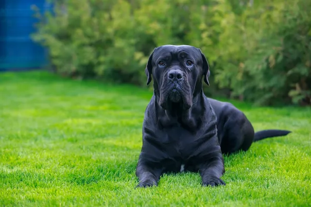 Blue Blood Cane Corso Dog Breed: Info, Pictures, Care & Facts