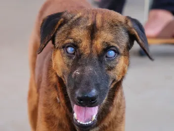 Uveitis in Dogs: Vet-Reviewed Causes, Signs & Treatment
