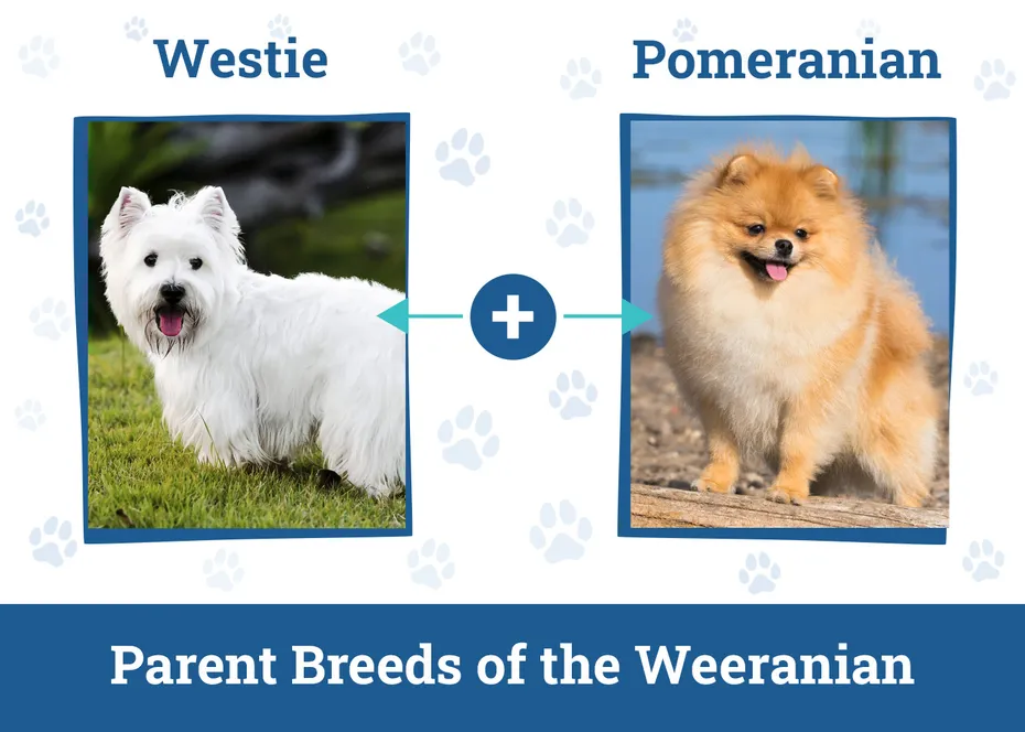 Parent Breeds of the Weeranian