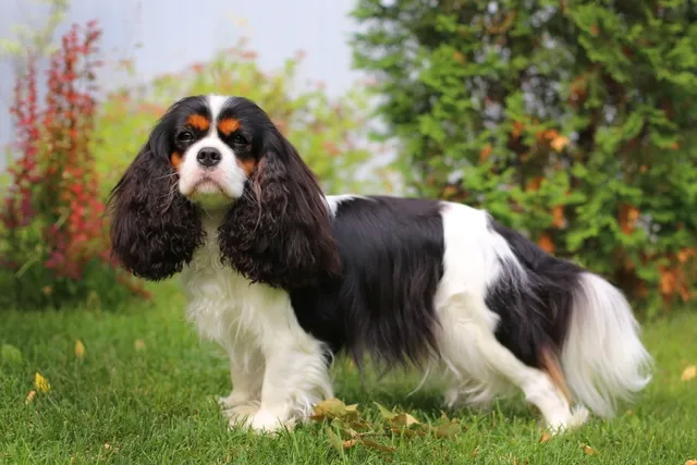 How to Potty Train a King Charles Cavalier Spaniel: 6 Vet-Verified Easy Steps