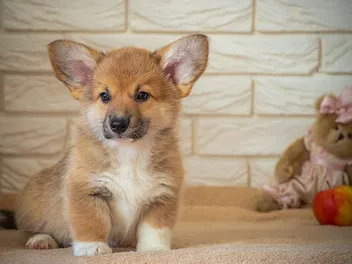 How Long Do Corgis Live? Average Lifespan, Data & Care