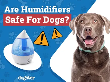 Are Humidifiers Safe for Dogs? Safety Concerns & Benefits