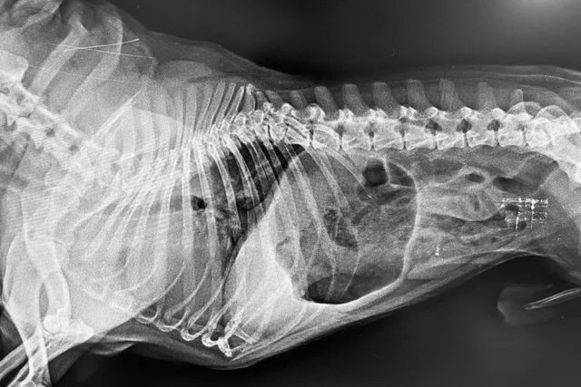 Gastritis in Dogs: Signs, Causes, Treatment & Care Guide (Vet Answer)