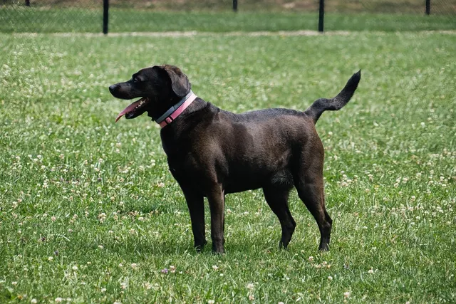 Why Is My Dog's Tail Kinked? 4 Vet-Verified Possible Reasons