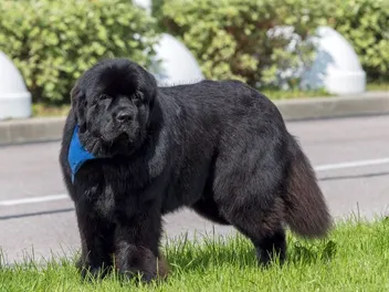 Newfoundland Dog Grooming: 9 Easy & Effective Tips