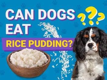 Can Dogs Eat Rice Pudding? Vet-Approved Facts & FAQ