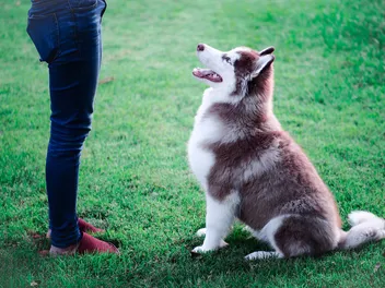 5 Dog Training Rituals: Vet-Approved Tips to Help Your Pup Learn