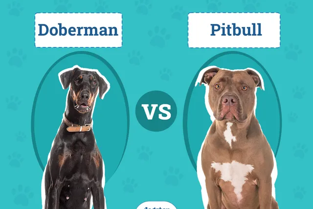 Doberman vs Pitbull: The Differences (With Pictures)