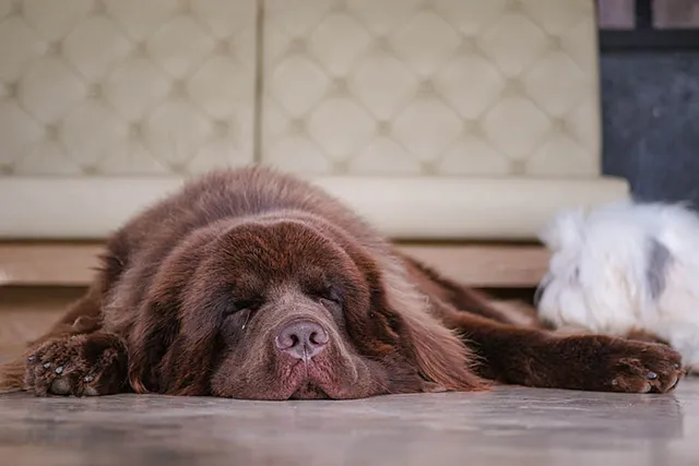 10 Newfoundland Dog Health Conditions: Vet-Approved Signs & What to Do