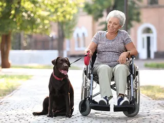 10 Best Mobility Service Dogs (With Info & Pictures)
