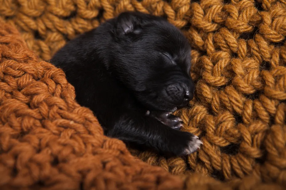 Belgian shepherd groenendael puppy sleeps