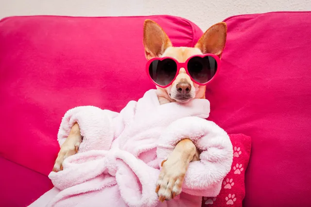 How to Set Up a Dog Room: Tips & Ideas