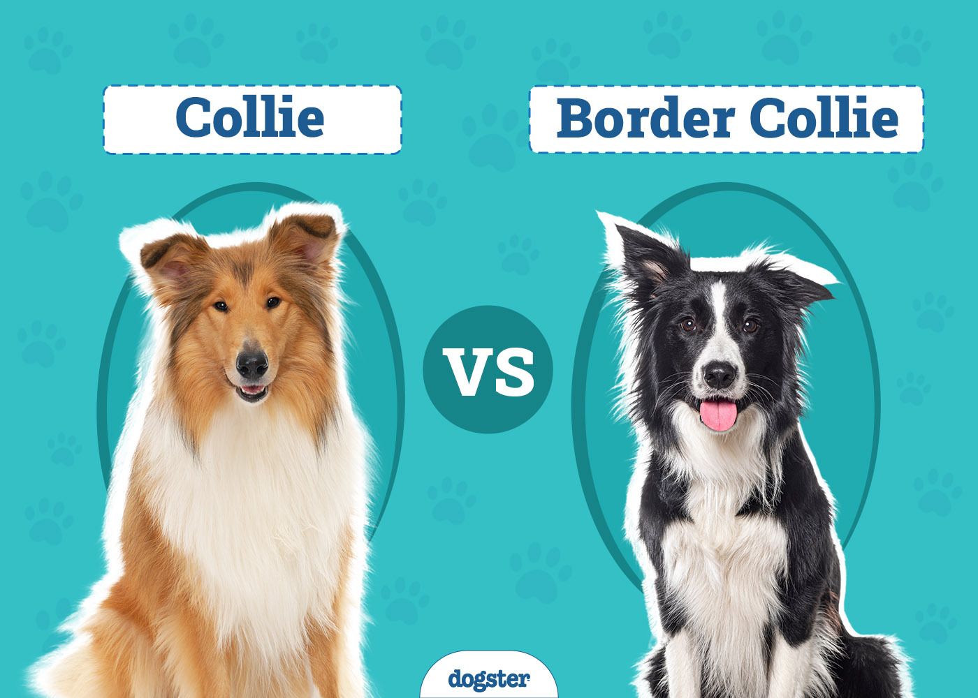 Collie vs Border Collie: Key Differences (With Info & Pictures)