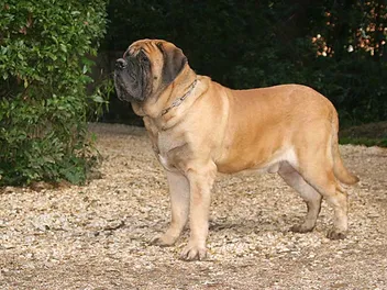 Is an English Mastiff Hypoallergenic? Vet-Verified Facts & FAQ