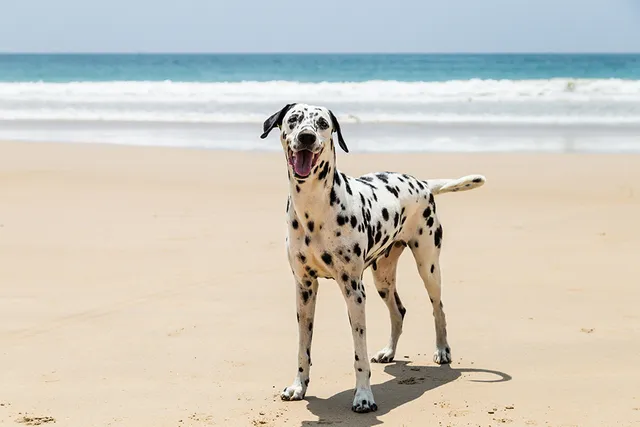 How Much Do Dalmatians Cost? 2026 Price Guide