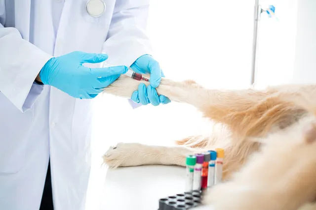 How Much Is Blood Work for a Dog? (2026 Update)