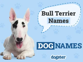 165 Popular & Unique Bull Terrier Names