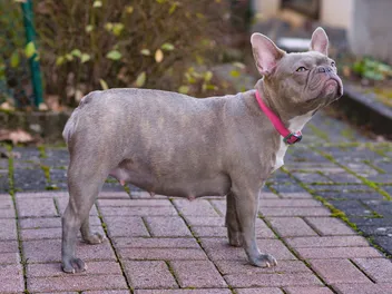 How Many Puppies Can a French Bulldog Have? Vet-Verified Average Litter Size & Pregnancy Info