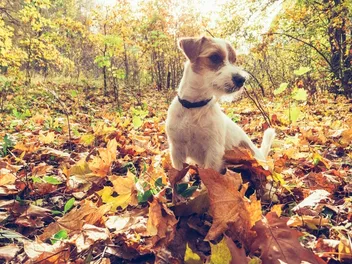 Can Dogs Safely Jump in Piles of Leaves? Vet Approved Facts & Safety Tips