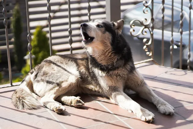 Debarking a Dog: What It Is, Legality & Ethics (Vet Answer)