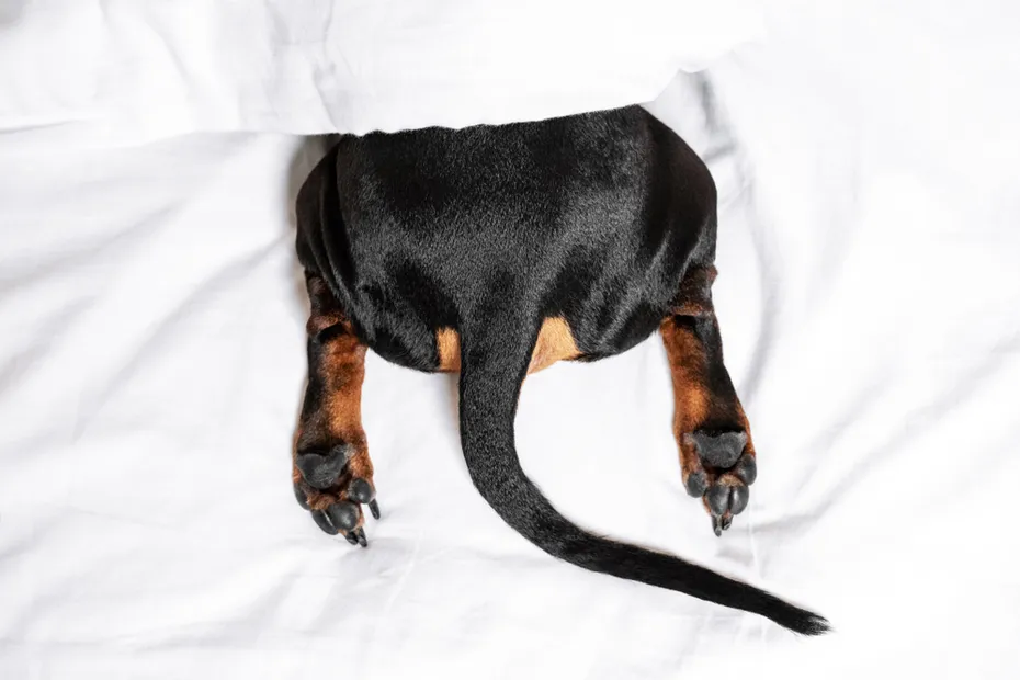 Black and tan dog under a blanket on a bed