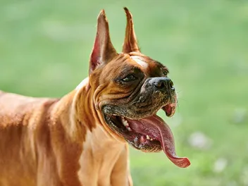 Do Boxer Dogs Drool? Health Issues, Tips & FAQ