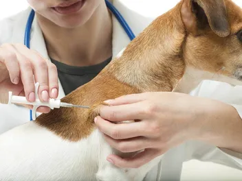 Average Cost to Microchip a Cat or Dog in Canada: 2026 Guide