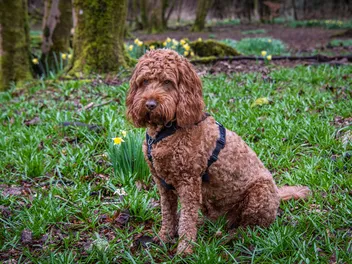 Red Cockapoo: Info, Pictures, Origin & History