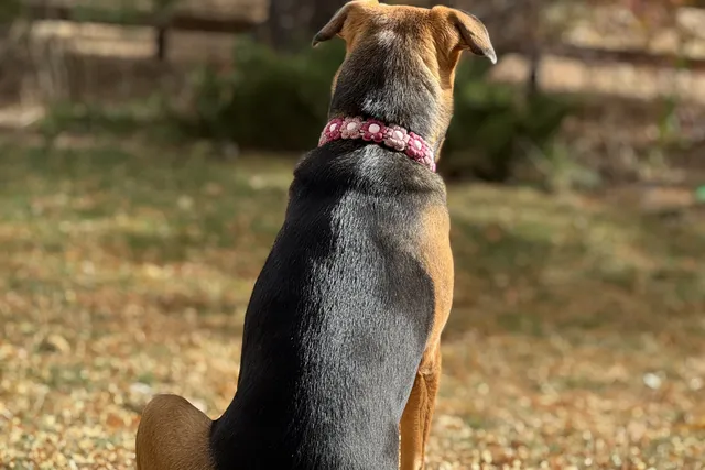 The Hardest Goodbye: When Love Meant Letting Murphy Go 