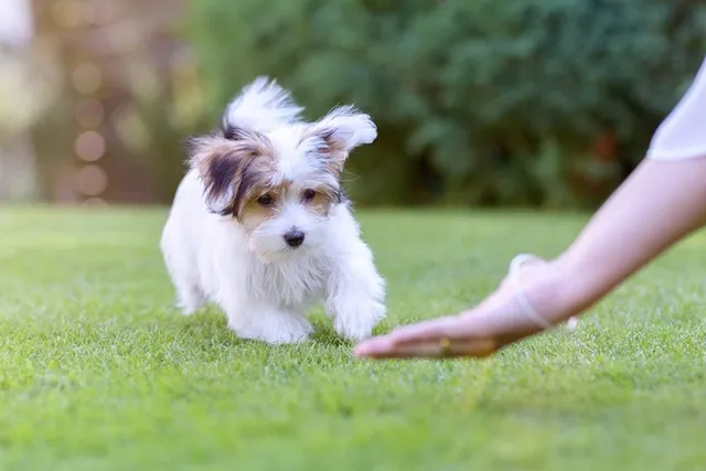How Aggressive Are Havanese Dogs? Vet-Verified Facts & FAQ
