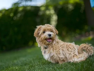 Lhasapoo Mixed Dog Breed Info, Pictures, & Facts