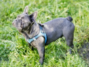 5 Best Dog Harnesses for Hiking in 2026 - Reviews & Top Picks