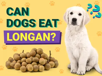 Can Dogs Eat Longan? Vet-Verified Nutrition Facts & FAQ