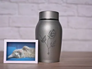 Pet Aquamation: The Eco-Friendly Alternative to Cremation Explained (Vet-Approved)