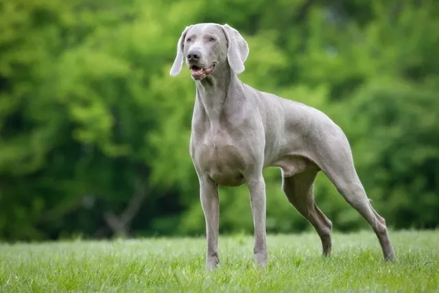 How Big Will My Weimaraner Get? With Size + Growth Chart (Vet-Reviewed)