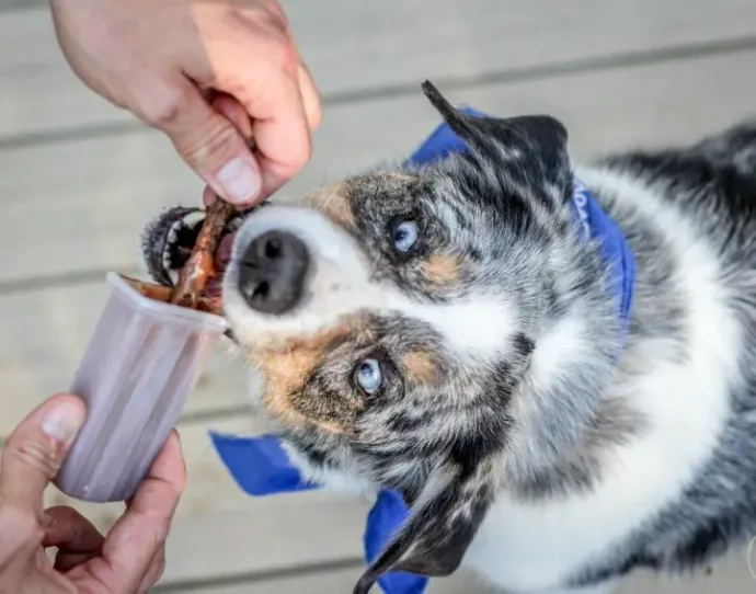 Carob Fudgsicles for Dogs