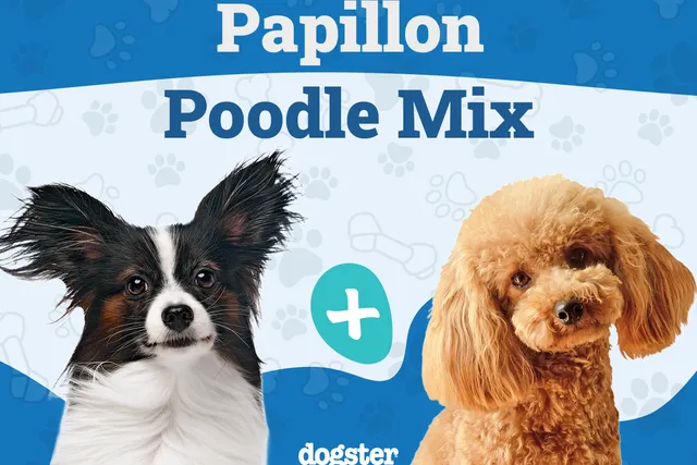 Papipoo (Papillon & Poodle Mix) Dog Breed: Info, Pictures, Care & More