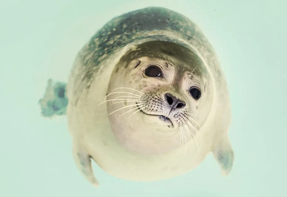 sea puppers