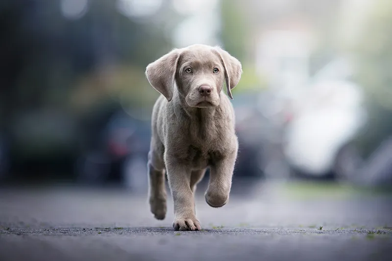 silver labrador retriever puppy running