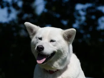 Huskita (Siberian Husky & Akita Mix): Info, Pictures, Care & More